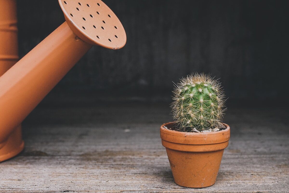 How self-watering pots actually work