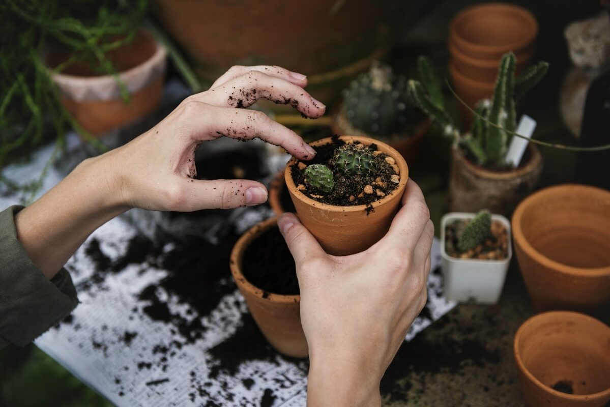Repotting without making a mess of it