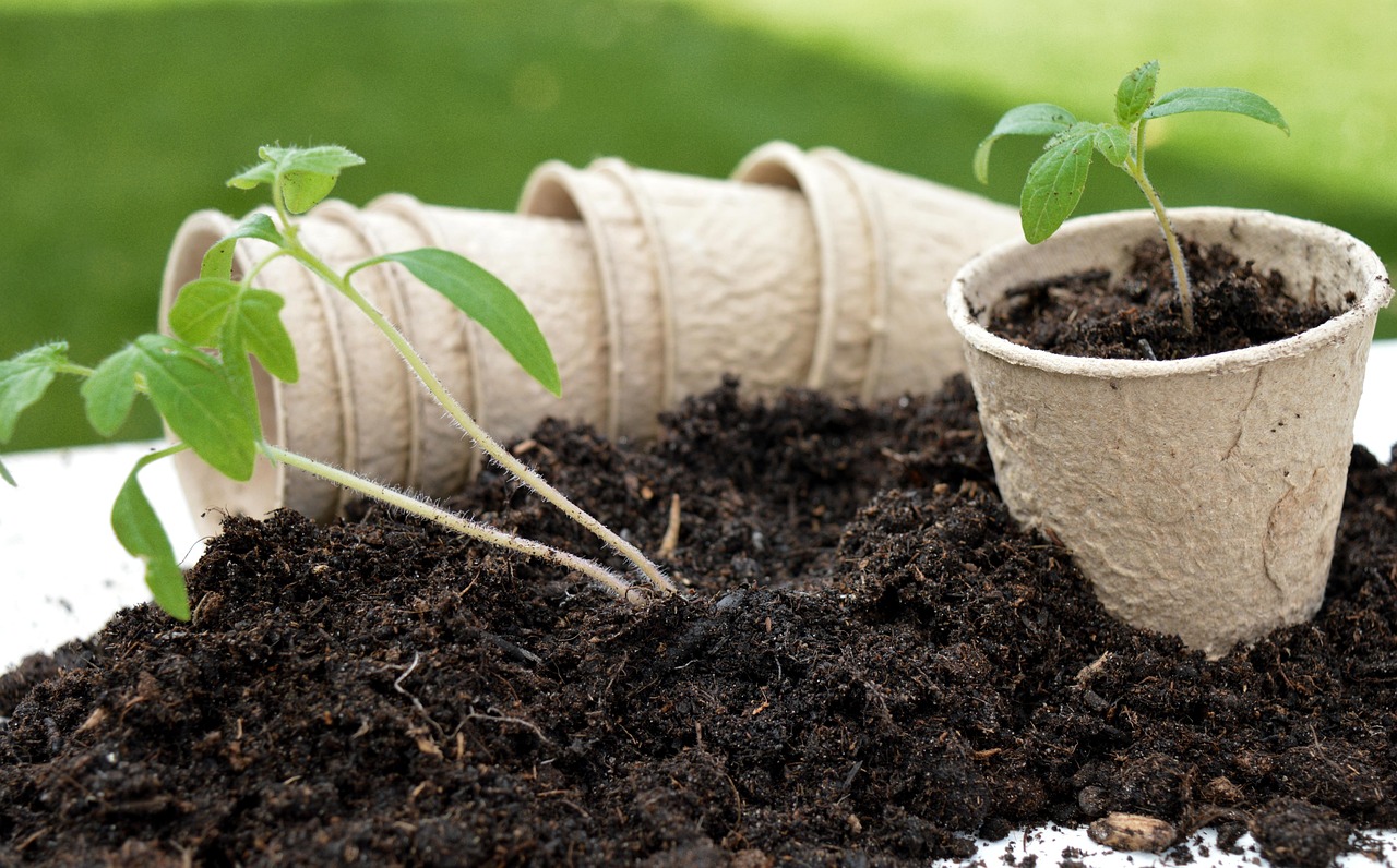 What size pot does my plant actually need?